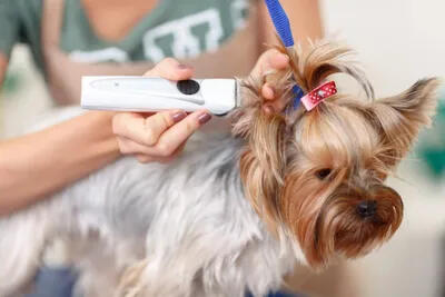 Book trusted mobile dog groomers in London with zero hassle. View availability, compare services, and book online instantly.