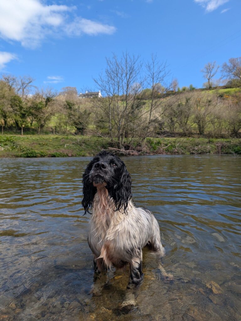 Groom and Go Dog Grooming Carmarthen Dog Groomer profile in SA33 6PJ