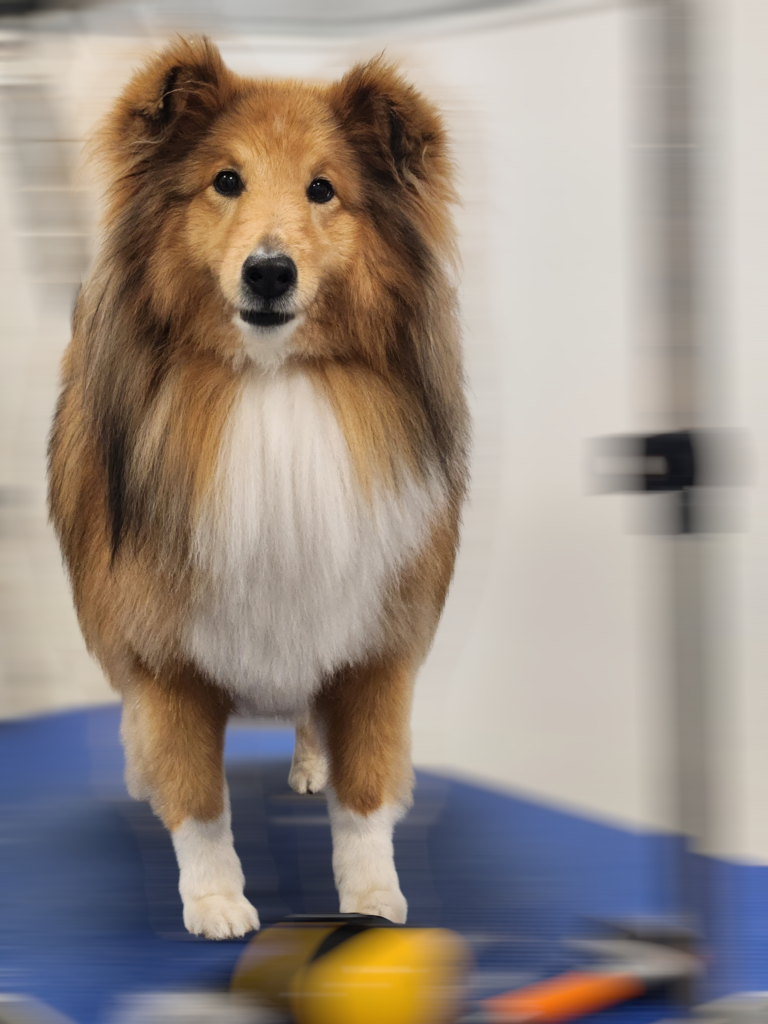 Ings pet store & grooming Dog Groomer profile in East Hull