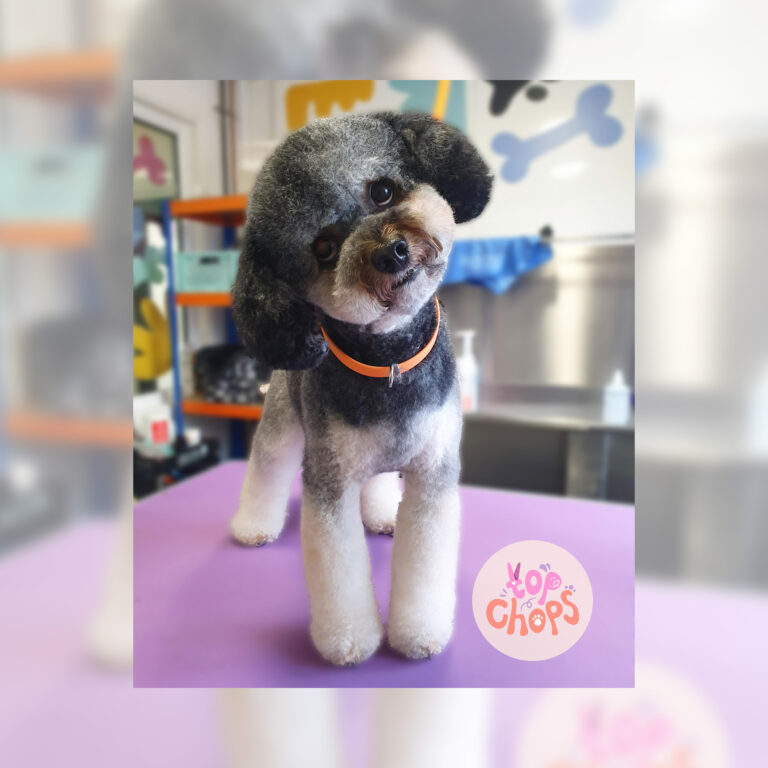 Top Chops Dog Groomer profile in Hackney Wick